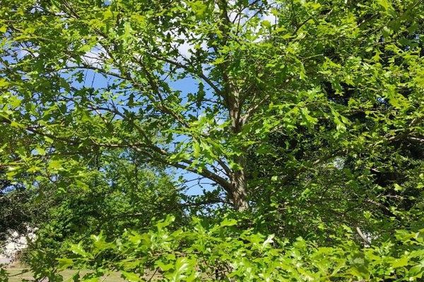 Valley oak