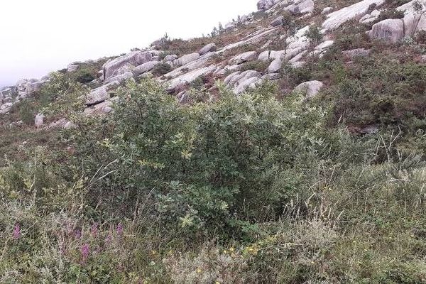 Scrub gall oak