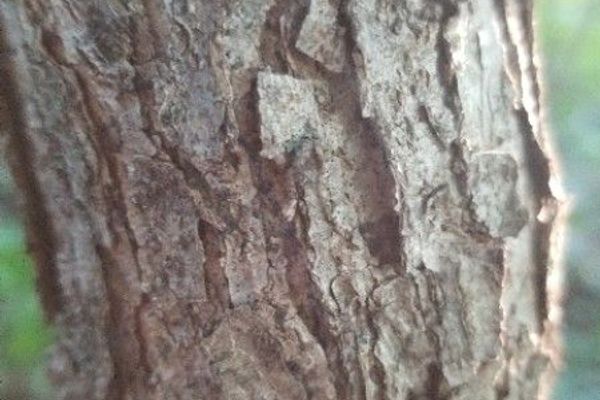 Bur oak