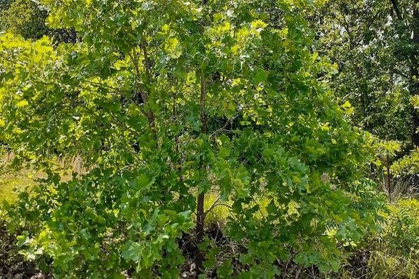 Blackjack oak