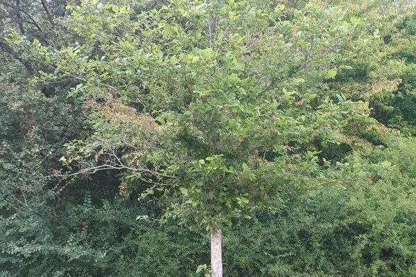 Basket oak