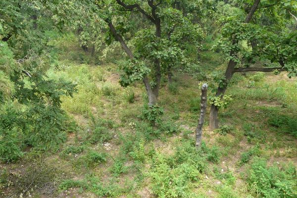 Mongolian oak
