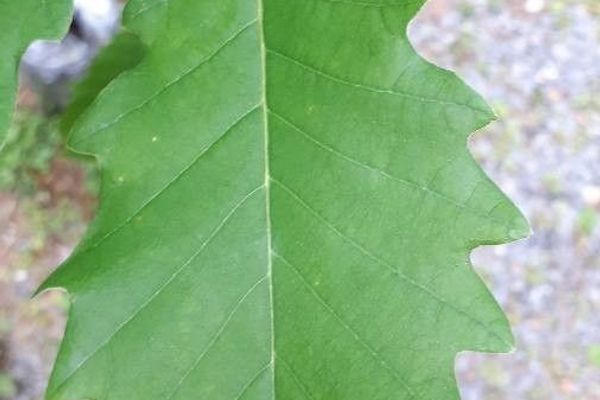 Chinkapin oak