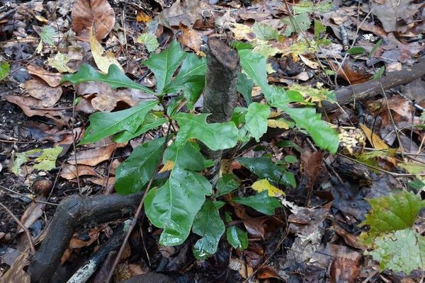 Water oak