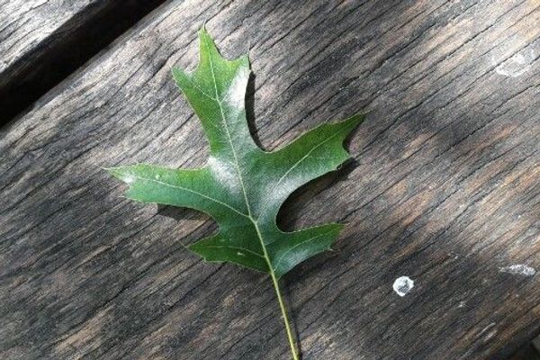 Pin oak