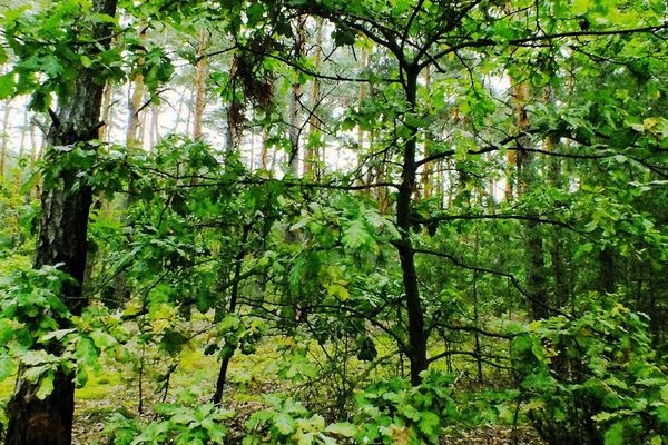 Sessile oak