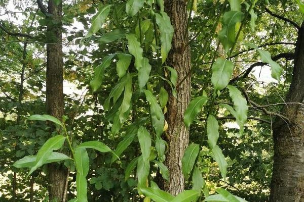 Willow oak