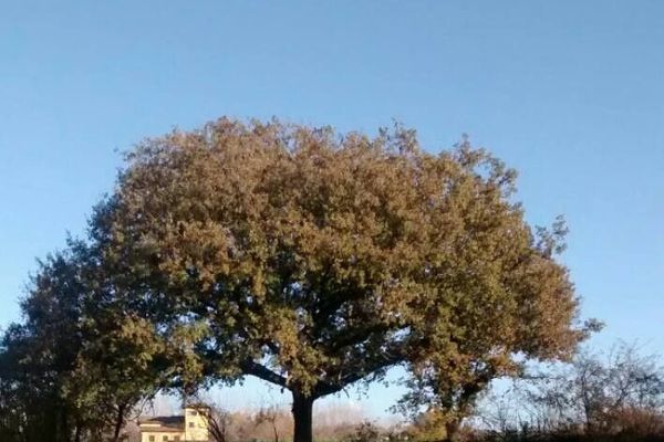 Downy oak