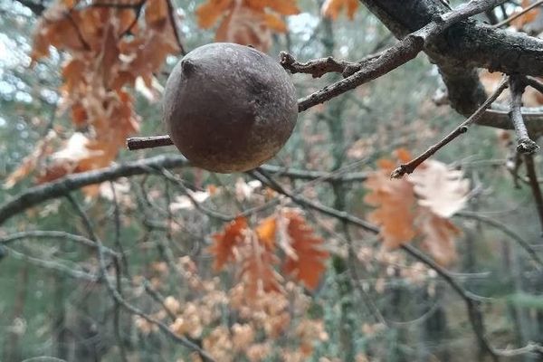 Pyrenean oak