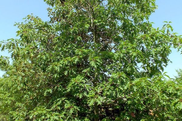 Northern red oak