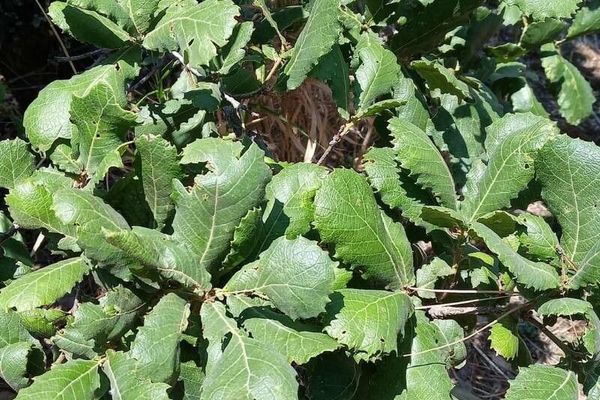 Netleaf oak