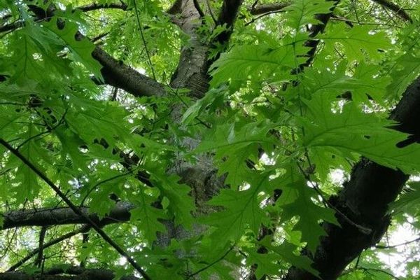 Shumard oak