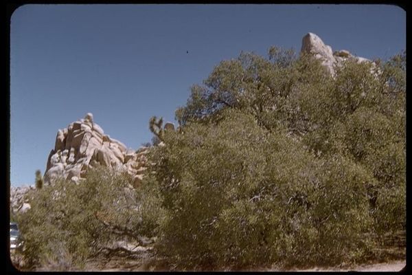 Sonoran scrub oak