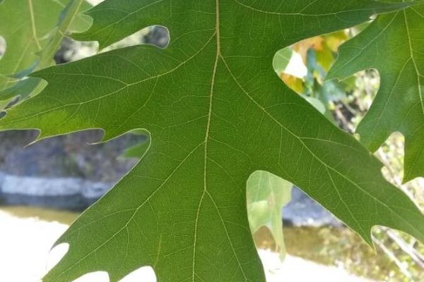 Quercitron oak