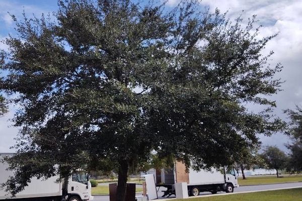 Live oak