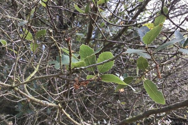Sierra live oak