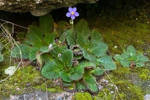 Pyrenean-violet