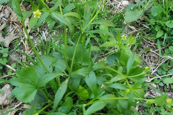 Small-flower crowfoot