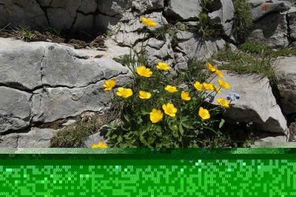 Ranunculus aduncus
