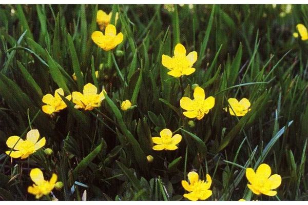 Plantainleaf buttercup