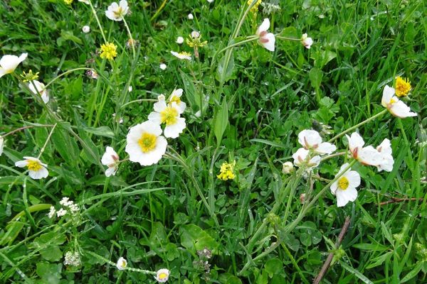Amplexicaule buttercup