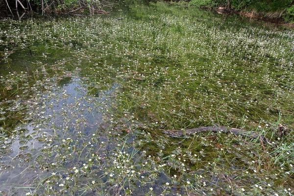 Water-crowfoot