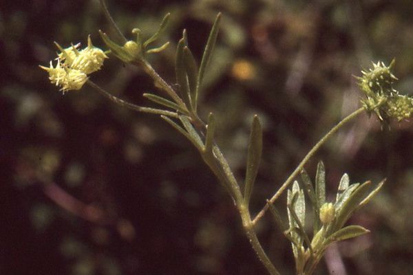 Field buttercup