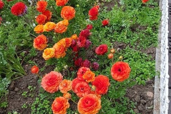Persian buttercup