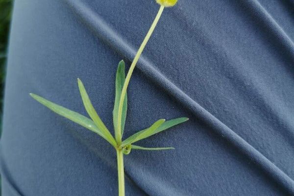 Goldilocks buttercup
