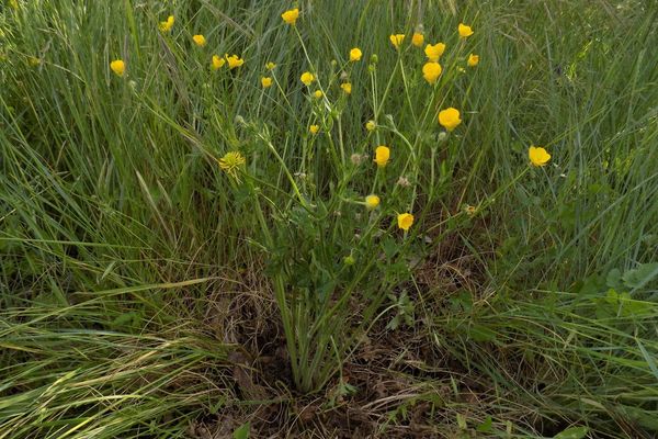Bulbous buttercup