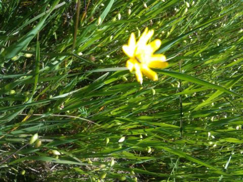 California buttercup