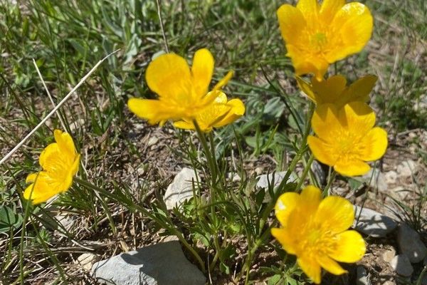 Carinthian buttercup