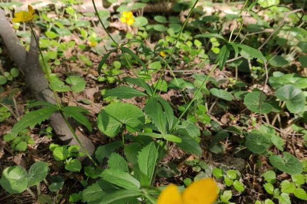 Ranunculus cassubicus