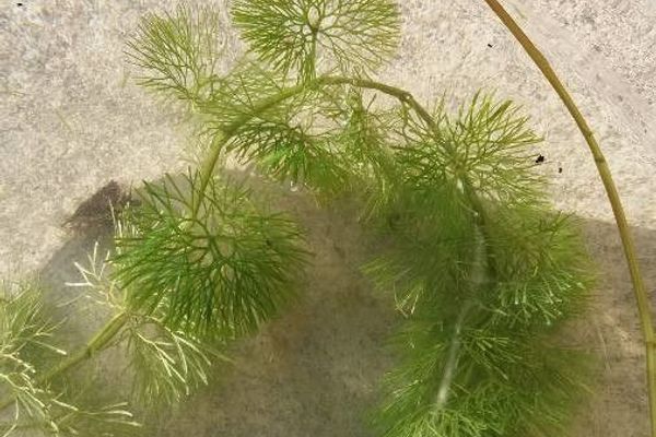 Fan-leaf water-crowfoot