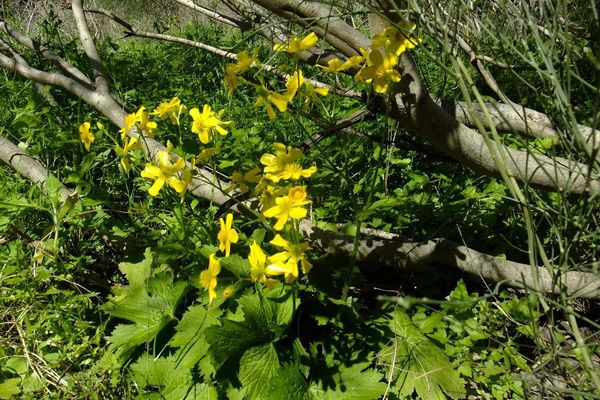 Azores buttercup