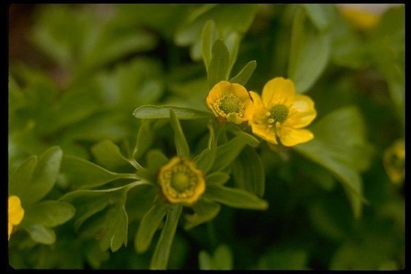 Eschscholtz's buttercup