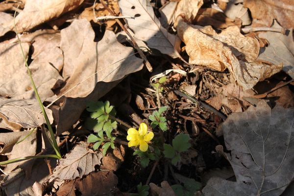 Early buttercup