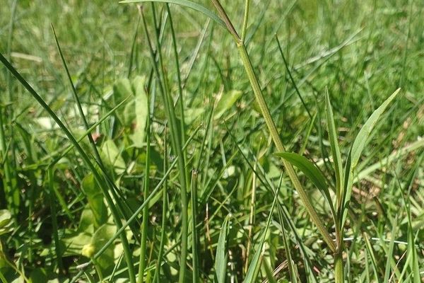 Lesser spearwort