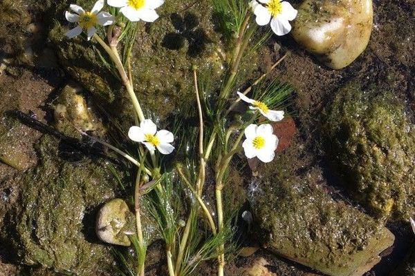 River water-crowfoot