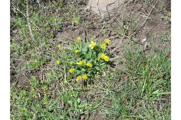 Sagebrush buttercup