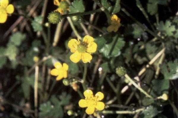 Gmelin's buttercup