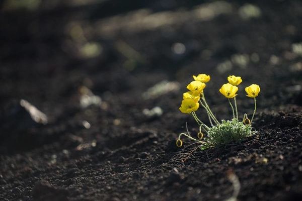 Grass-leaved buttercup