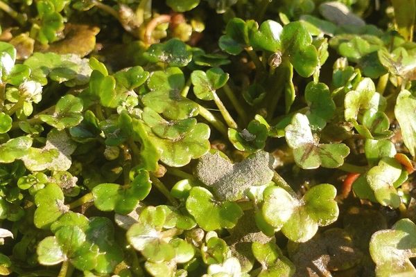 Ivy-leaf crowfoot