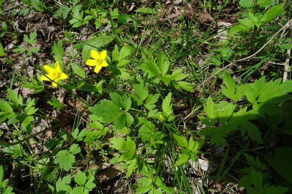 Bristly buttercup