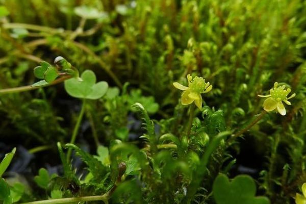 High northern buttercup