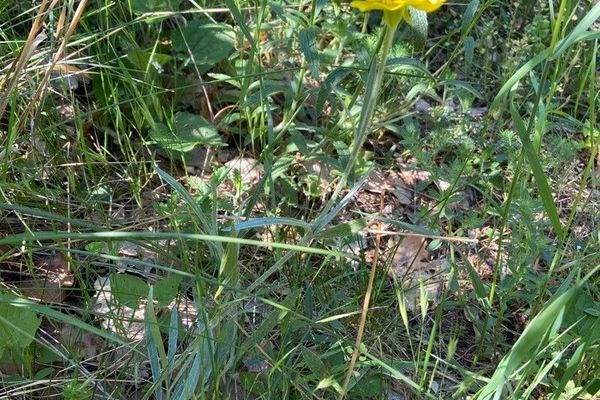 Ranunculus illyricus