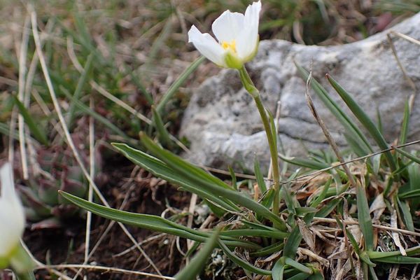 Ranunculus kuepferi