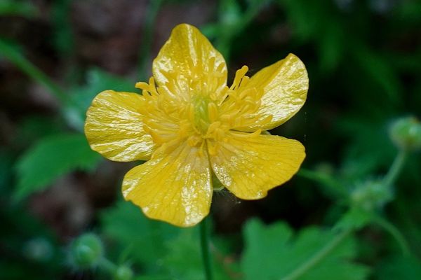 Downy buttercup