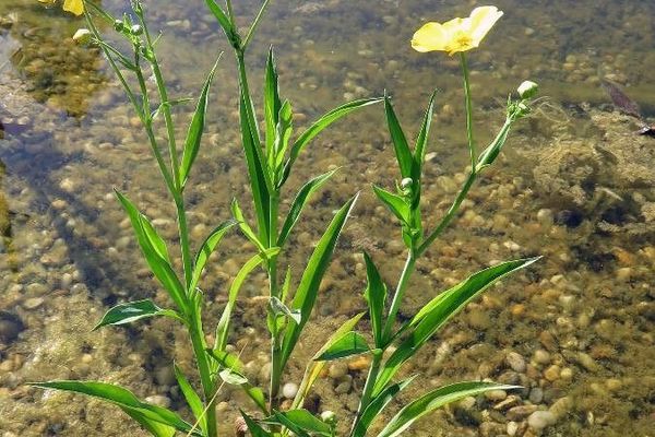 Greater spearwort