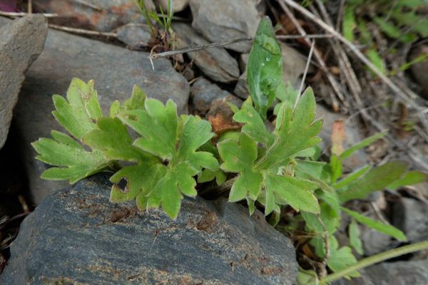 Ranunculus monspeliacus